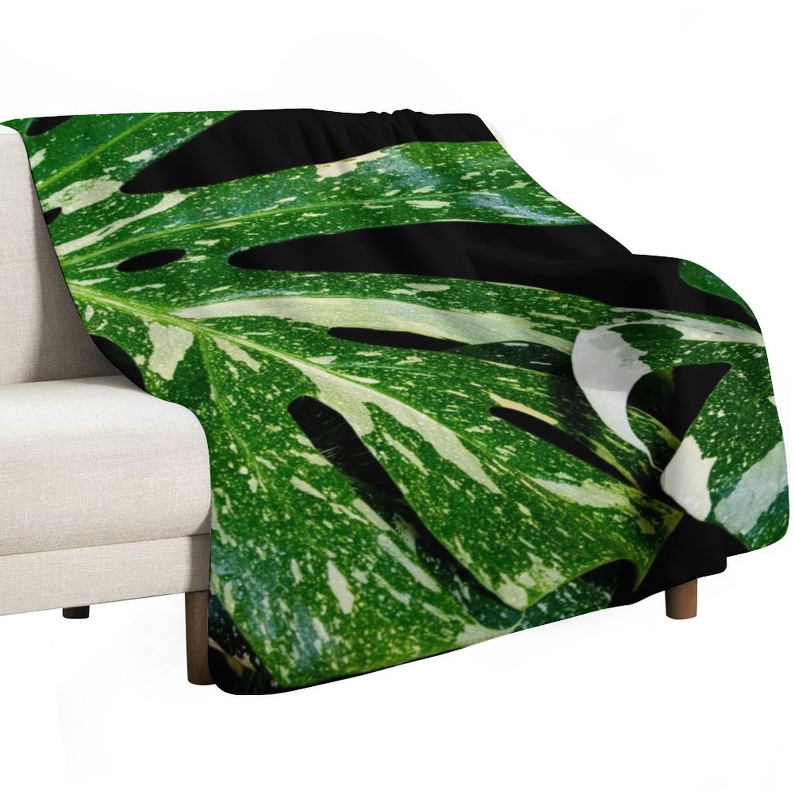 Monstera Thai Constellation Th - đánh giá và giá Monstera Thai Constellation